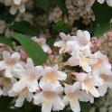 Kolkwitzia amabilis P1B